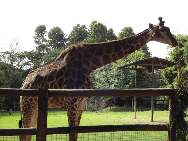 Prefeitura vai pagar R$ 450 mil para transporte de girafas até zoológico de BH