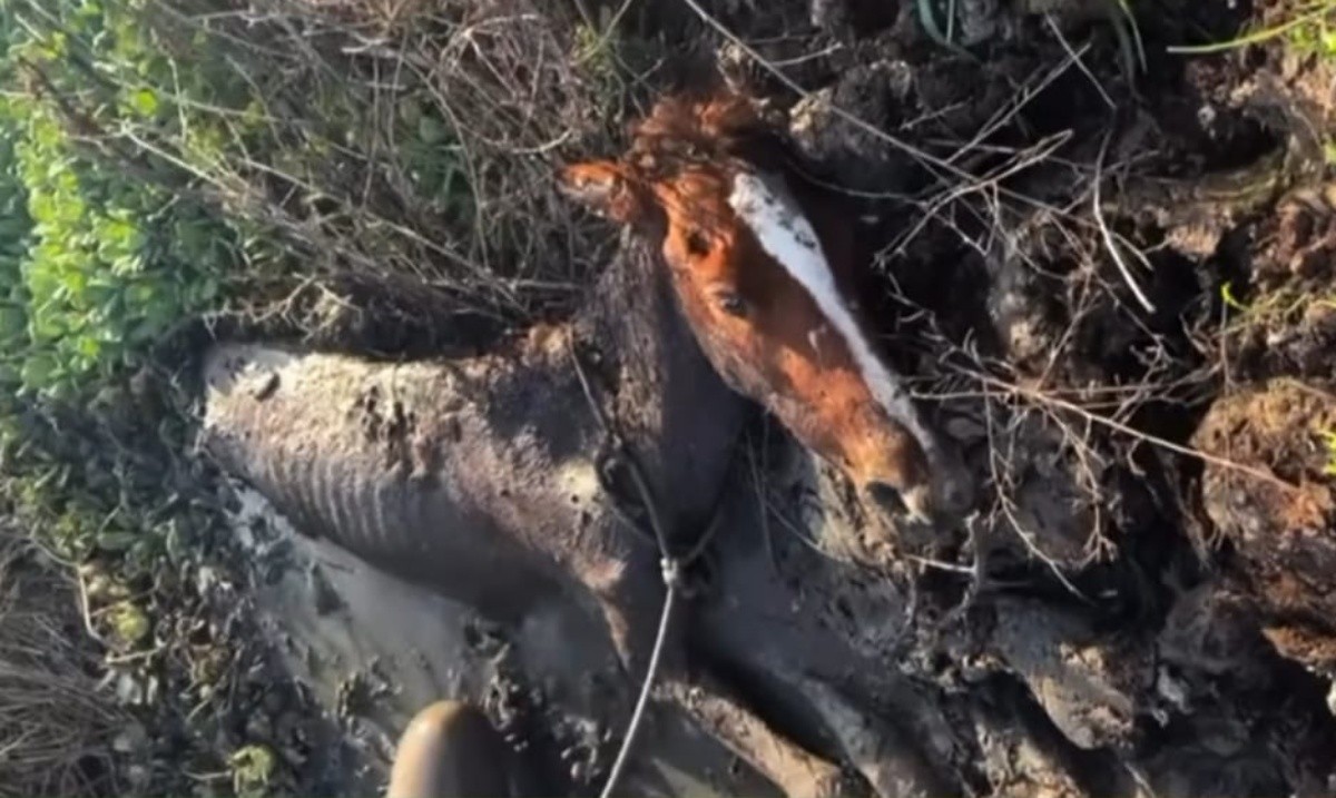 'Noronha precisa de cuidado', diz Bruna Marquezine após segundo caso de maus-tratos a cavalos com morte na ilha