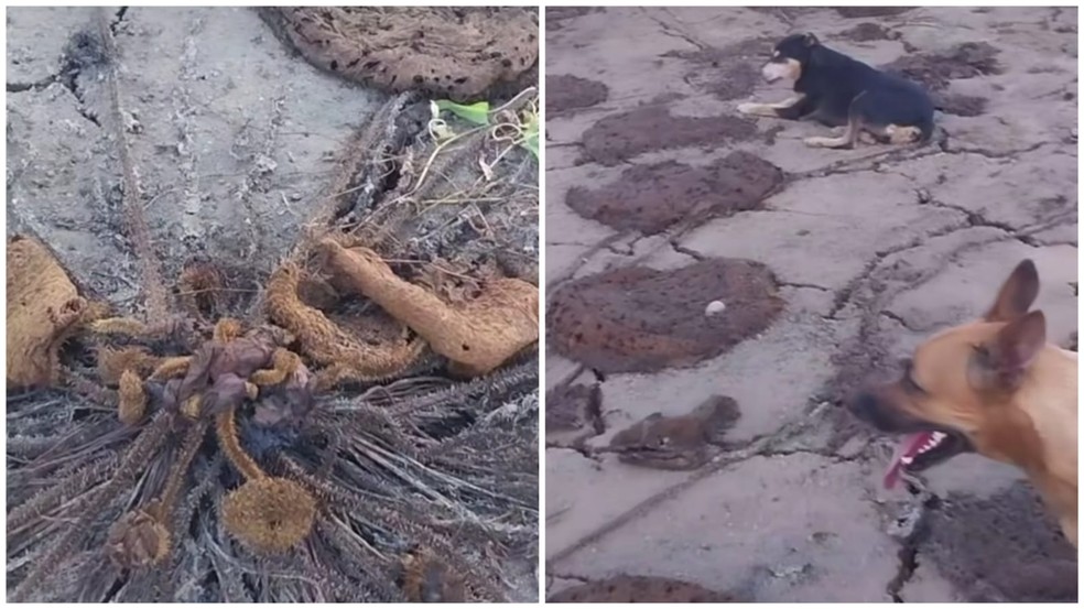 Com flor morta, não há sementes para cultivo da vitória-régia; onde antes era um jardim de vitórias-régias, cães descansam — Foto: Reprodução / Redes sociais