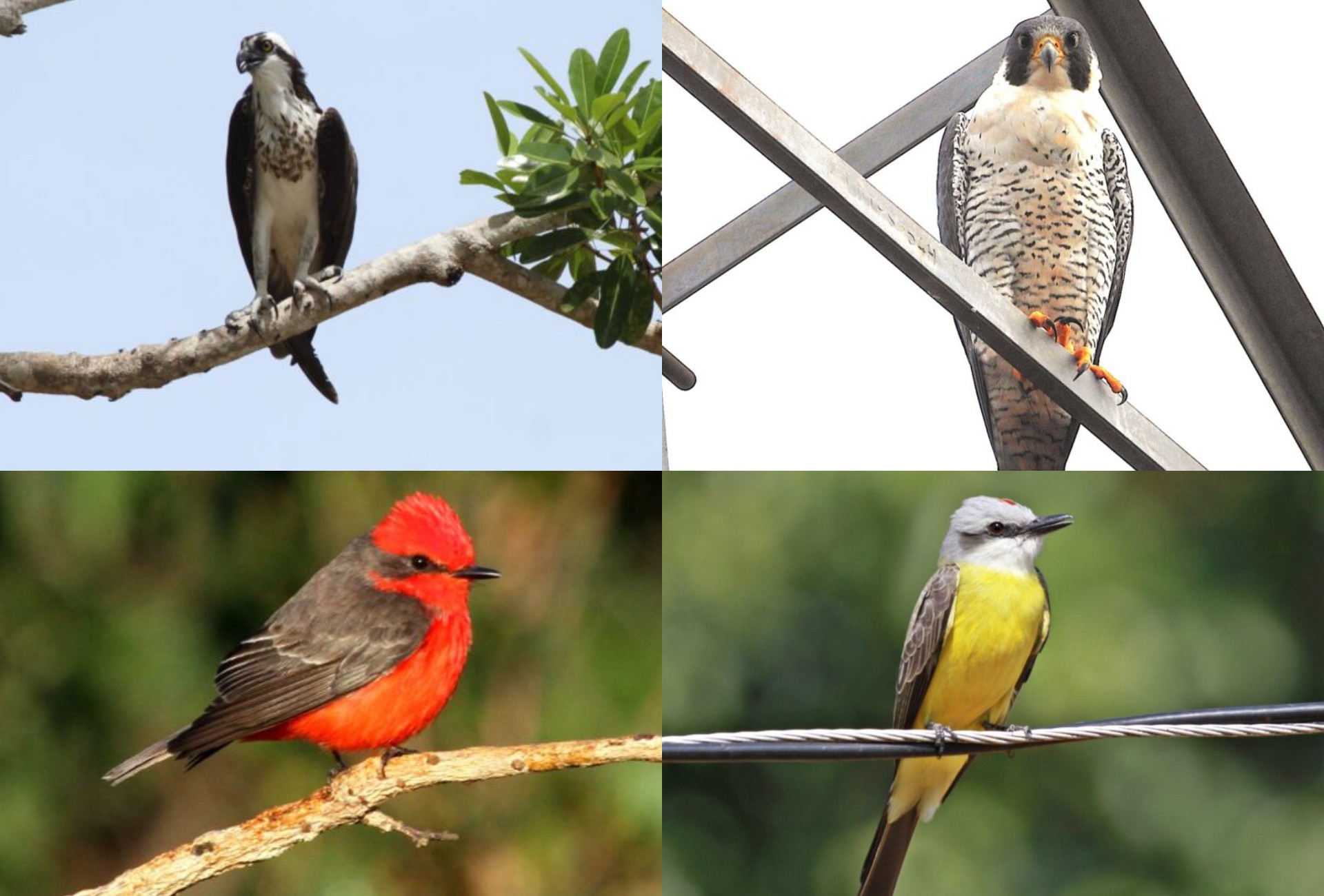 Do bem-te-vi ao falcão-peregrino: aves migratórias ganham destaque antes da COP15