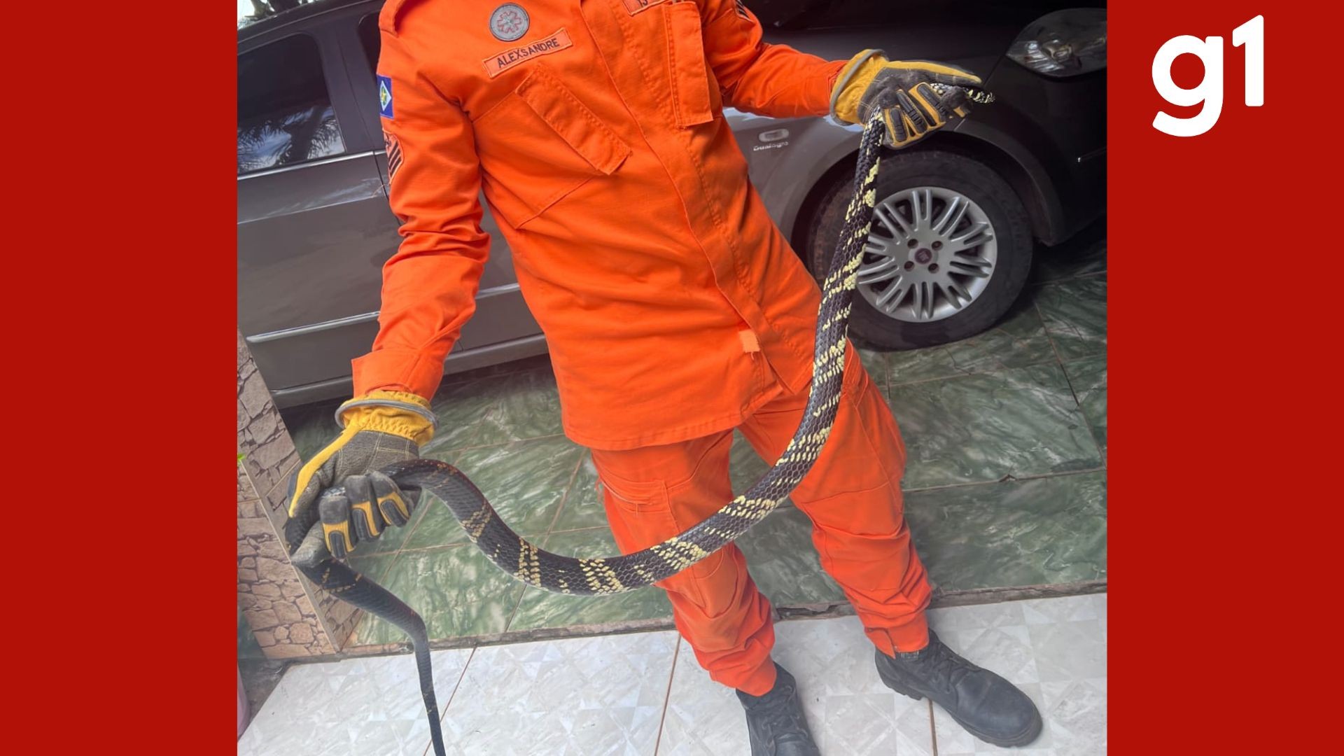 Cobra com mais de 2 metros é encontrada enrolada em telhado de residência em MT