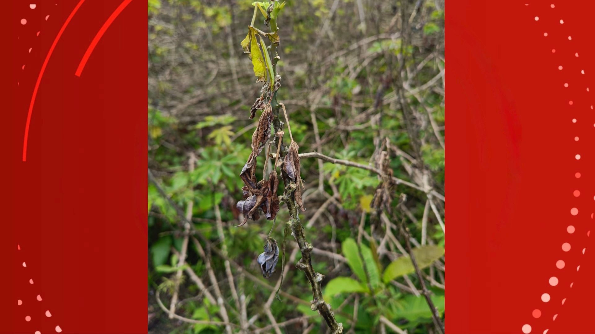 Praga vassoura-de-bruxa é identificada em comunidades de Macapá e Santana 