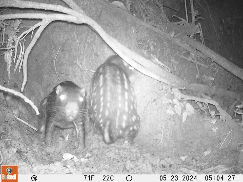 A pacarana é o terceiro maior roedor do mundo, atrás apenas da capivara e do castor — Foto: Projeto Rio Muru