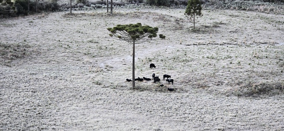 Vale do Caminhos da Neve, em São Joaquim, com vegetação ficou coberta por uma fina camada de gelo — Foto: São Joaquim Online/Arquivo Pessoal