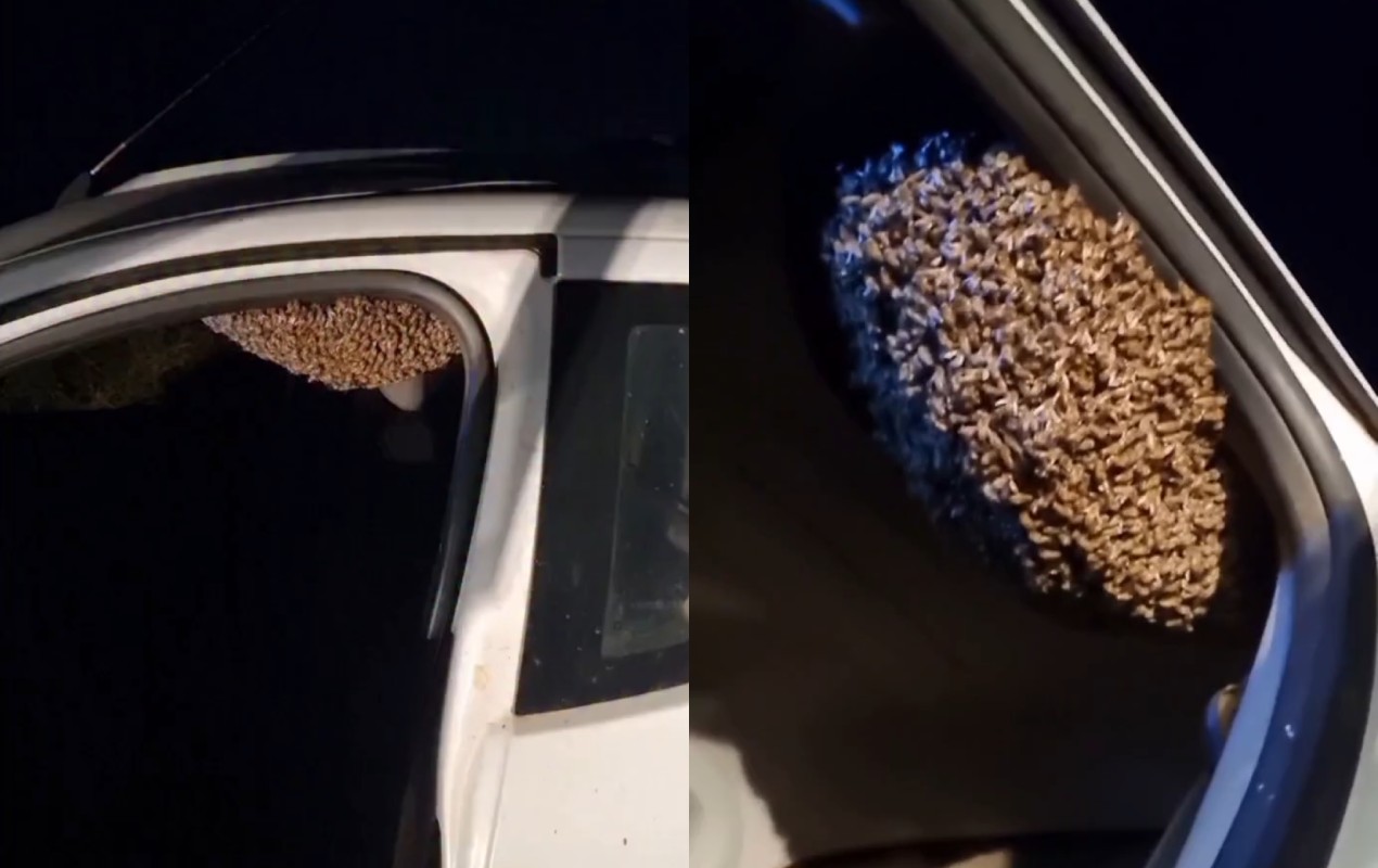 VÍDEO: carro deixado aberto vira abrigo de enxame de abelhas em Botucatu