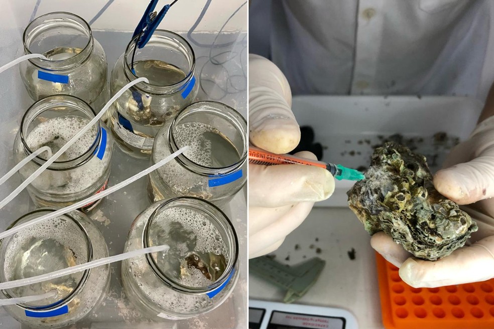 Ostras expostas à cocaína no mar sofrem alteração no DNA no litoral de SP, diz estudo — Foto: Arquivo Pessoal