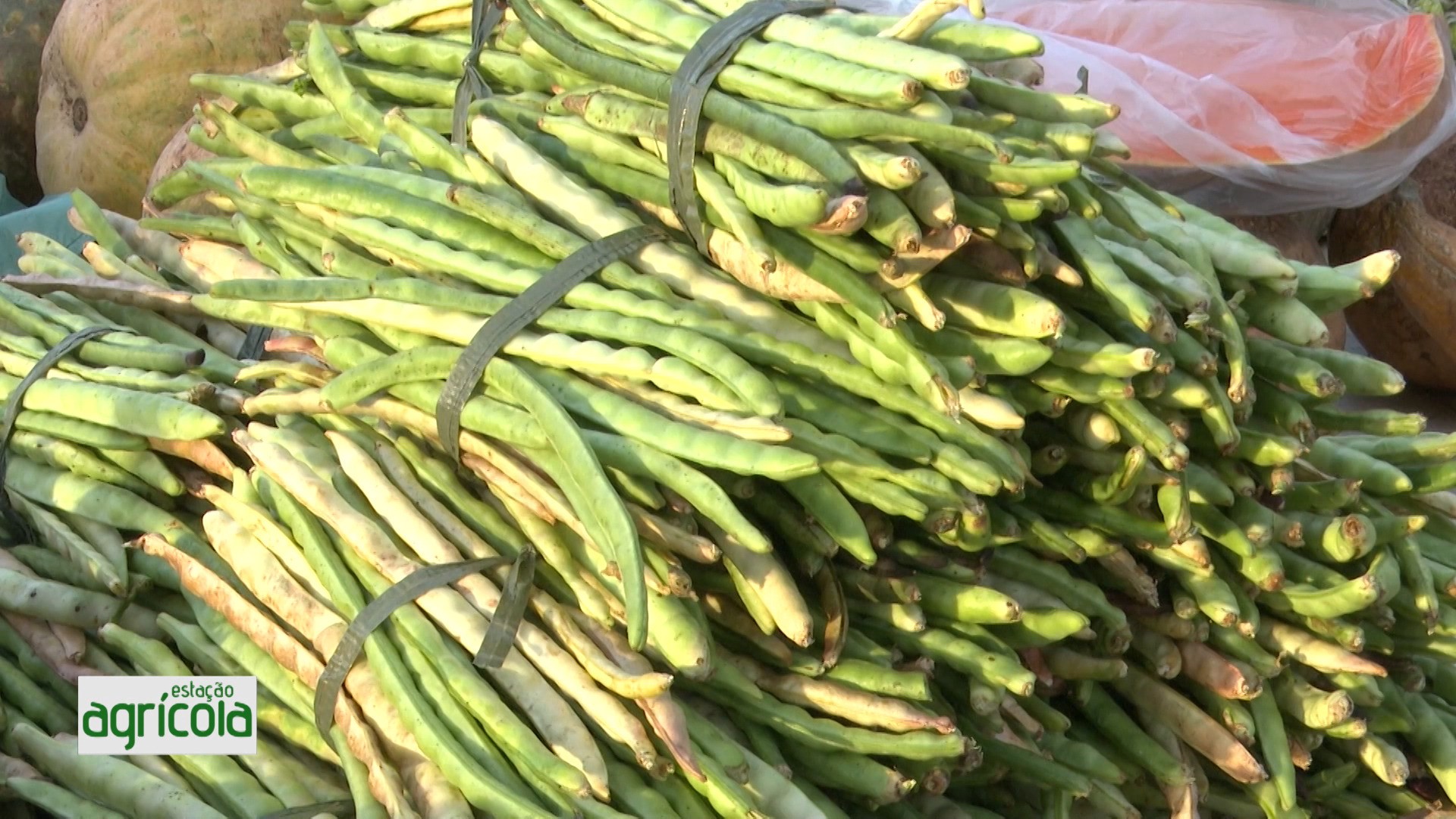 VÍDEOS: Estação Agrícola, 29 de março de 2026