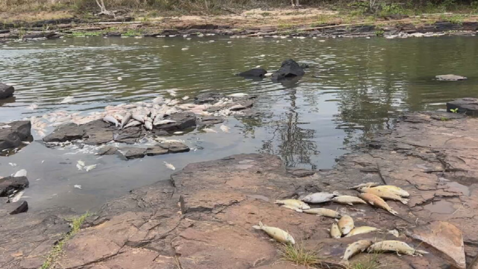 Polícia e Cetesb investigam a mortandade de peixes após rompimento de tubulação de usina em Meridiano