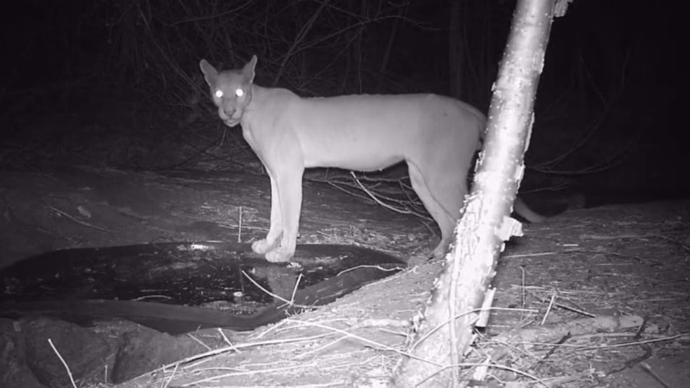 Onça parda está entre a fauna selvagem capturada por câmera noturna no sertão cearense — Foto: Hotel Pedra dos Ventos/Divulgação