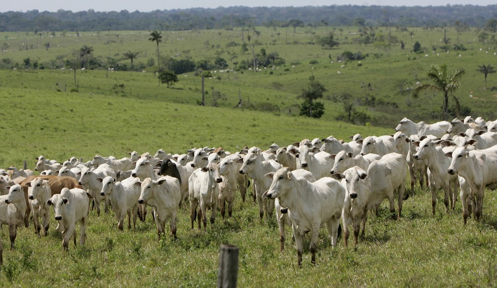 Gado pasta em uma área desmatada do município de Assis (AC), na Amazônia. Imagem é de 1º de novembro de 2007. — Foto: AP Photo/Silvia Izquierdo