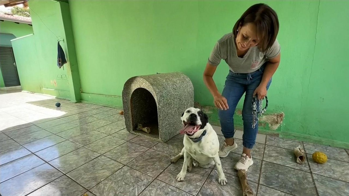 Babá e hotel para pets viagens de férias potencializam procura pelos