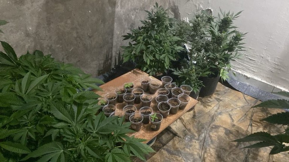 De acordo com a polícia, o local era um ambiente preparado e controlado para produção não só das folhas, mas de flores da maconha — Foto: Divulgação/Polícia Civil do Maranhão