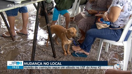 Unidade de saúde faz mutirão de castração na região norte de Palmas