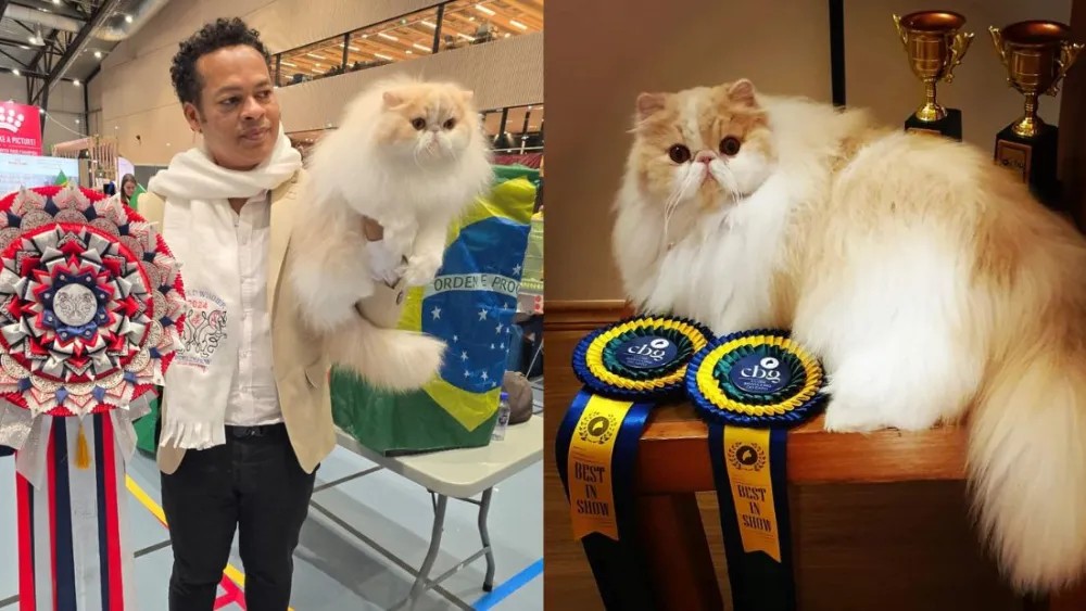 Campeão mundial dos felinos: gato persa criado no interior de Minas Gerais ganha prêmio na Noruega