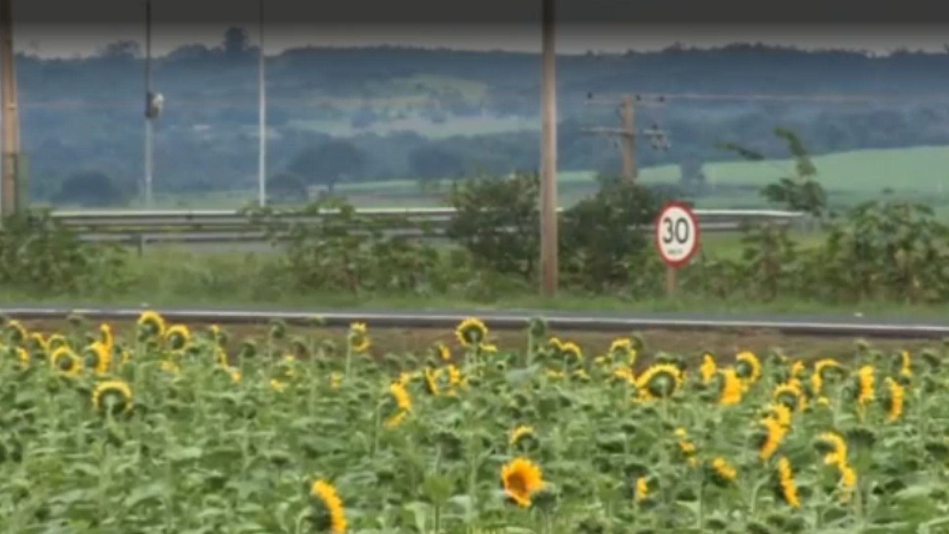 Campo de girassóis da BR-050 recebe visitantes até 7 de maio; confira como agendar visita