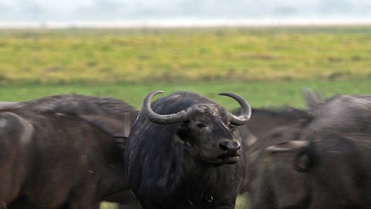 Quase cinco mil búfalos selvagens e invasores vivem sem monitoramento, devastando reservas ambientais de RO