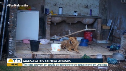 Cachorros são encontrados sem comida dentro de casa abandonada em Araguaína