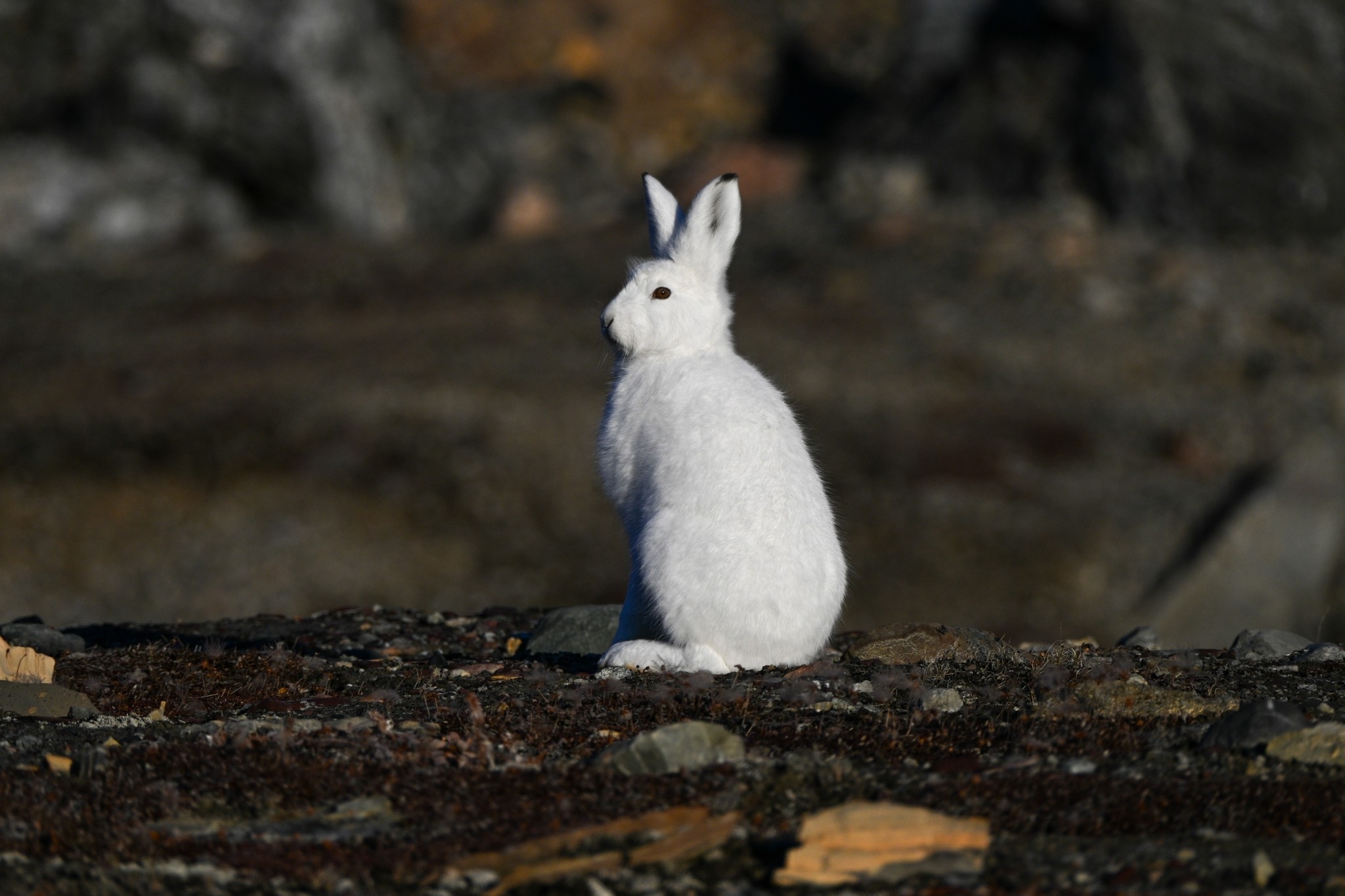 Vikings tinham razão? Veja o lado verde (e oculto) da Groenlândia que surpreende turistas e expõe riscos
