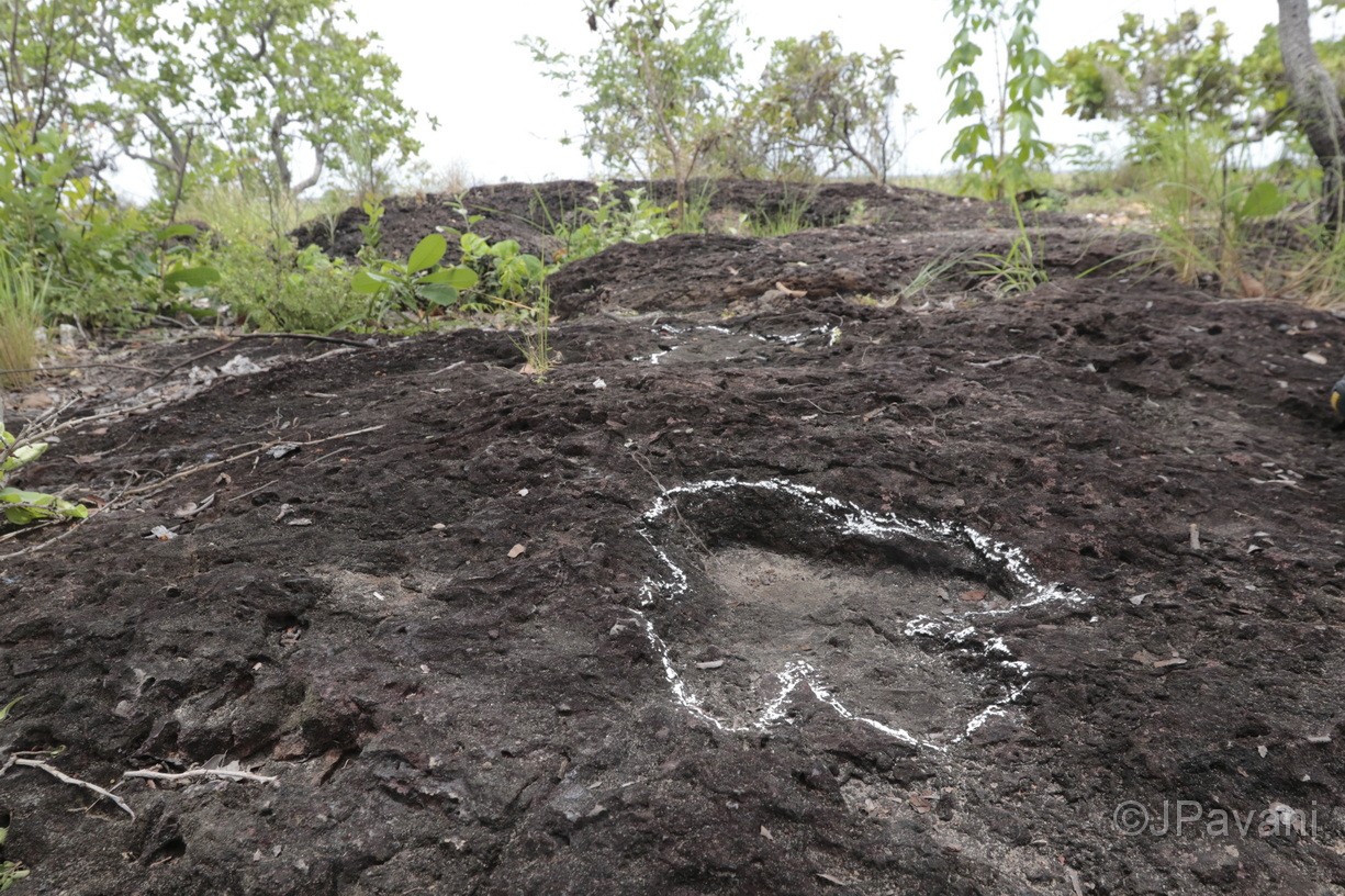 Pesquisa inédita descobre pegadas de dinossauros de mais de 100 milhões de anos na Amazônia