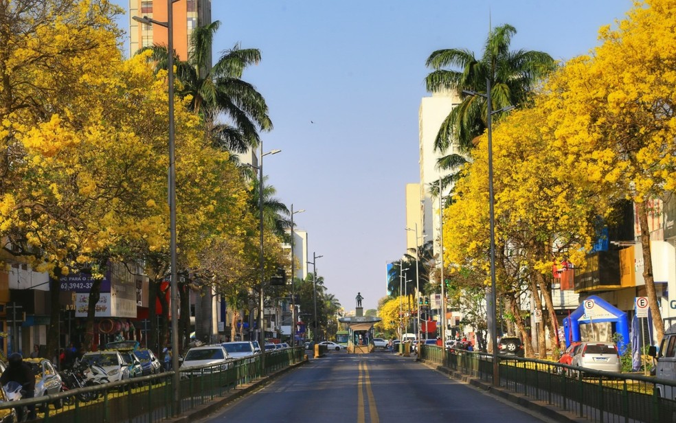 Ipês amarelos floridos na Avenida Anhanguera, em Goiânia, Goiás — Foto: Wildes Barbosa / O Popular