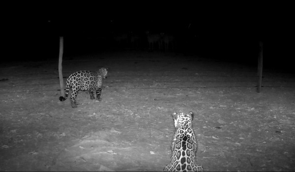 Caso 'Kaduzinho': como um filhote órfão ajudou a ciência a entender as onças — Foto: Paul Raad / Instituto Impacto