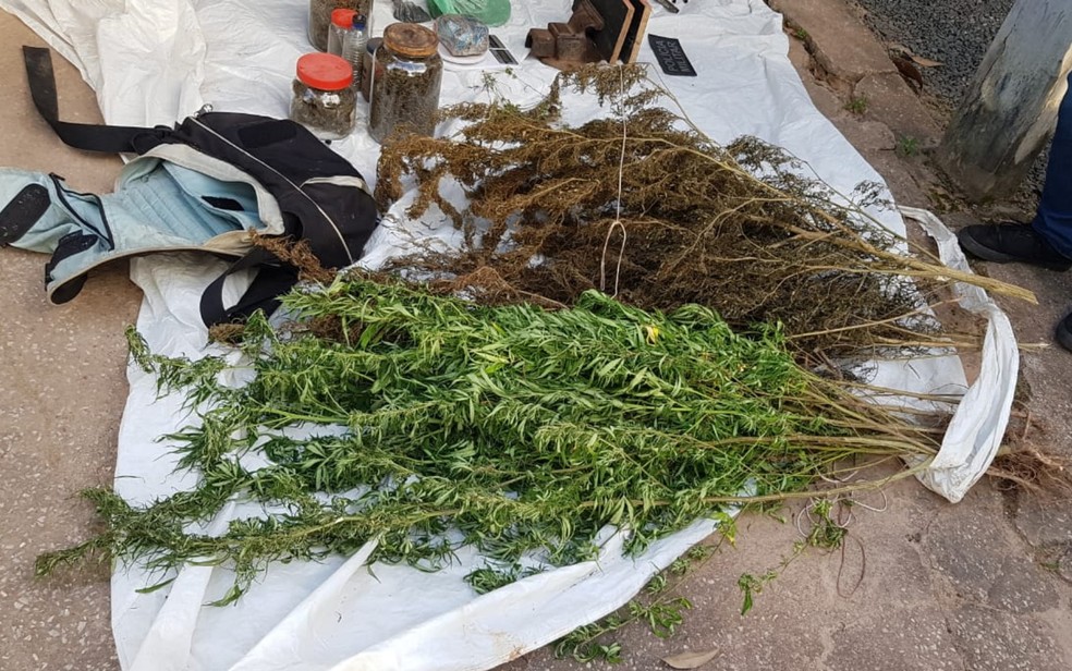 Pés de maconha apresentados pela polícia após ação com quatro mortos em Cavalcante — Foto: Divulgação/Polícia Civil