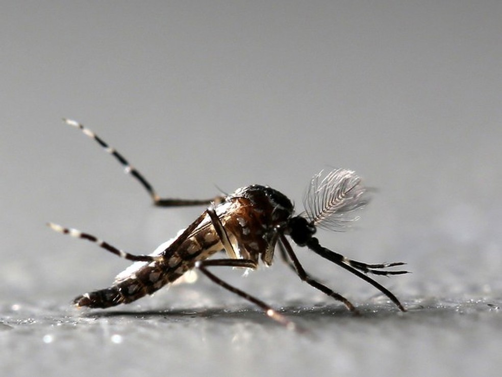 SES alerta para o aumento do número de doenças causadas pelo aedes aegypt — Foto:  Paulo Whitaker/Reuters