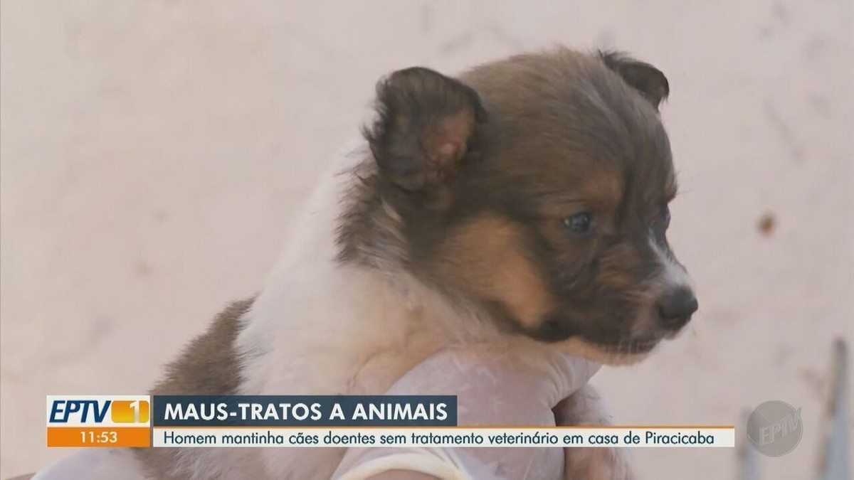 Homem é detido por manter cães doentes sem tratamento veterinário em casa  de Piracicaba