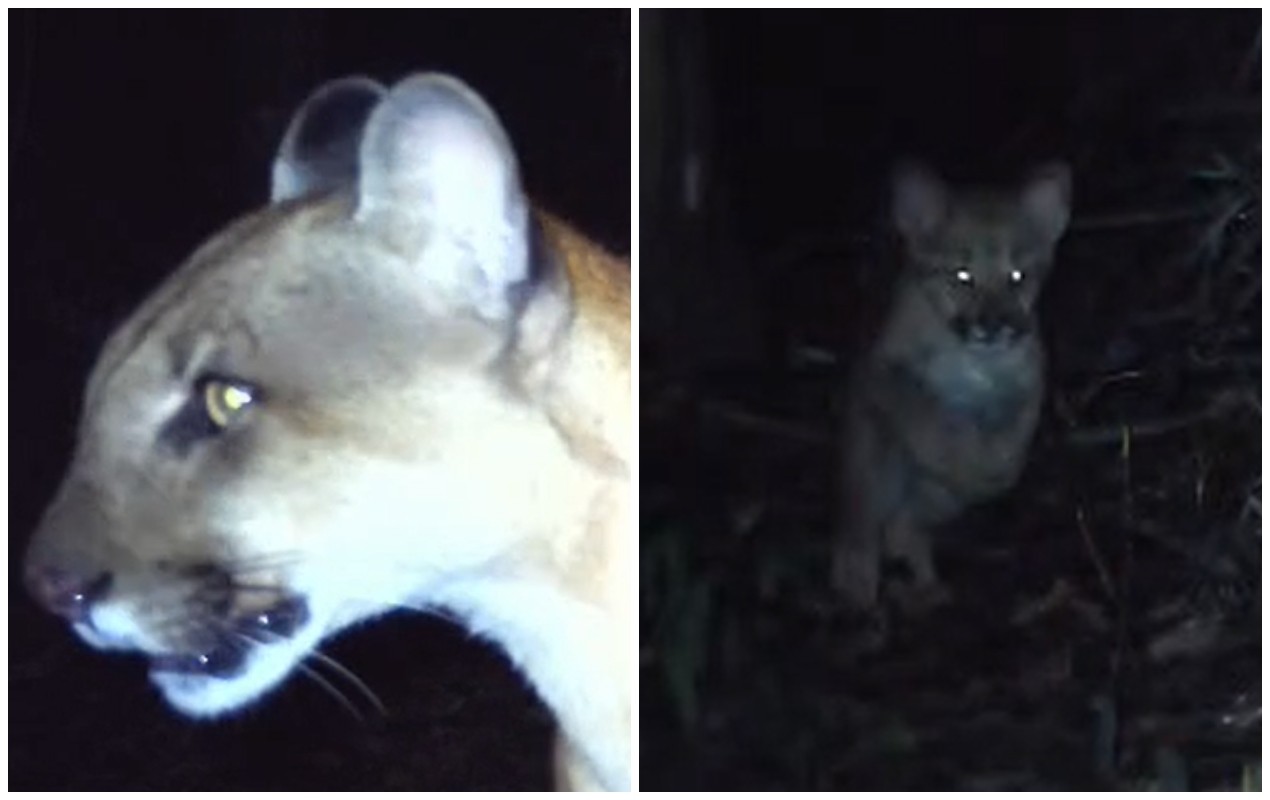 VÍDEO: onça-parda monitorada há 4 anos é flagrada com dois filhotes em área de mata no interior de SP