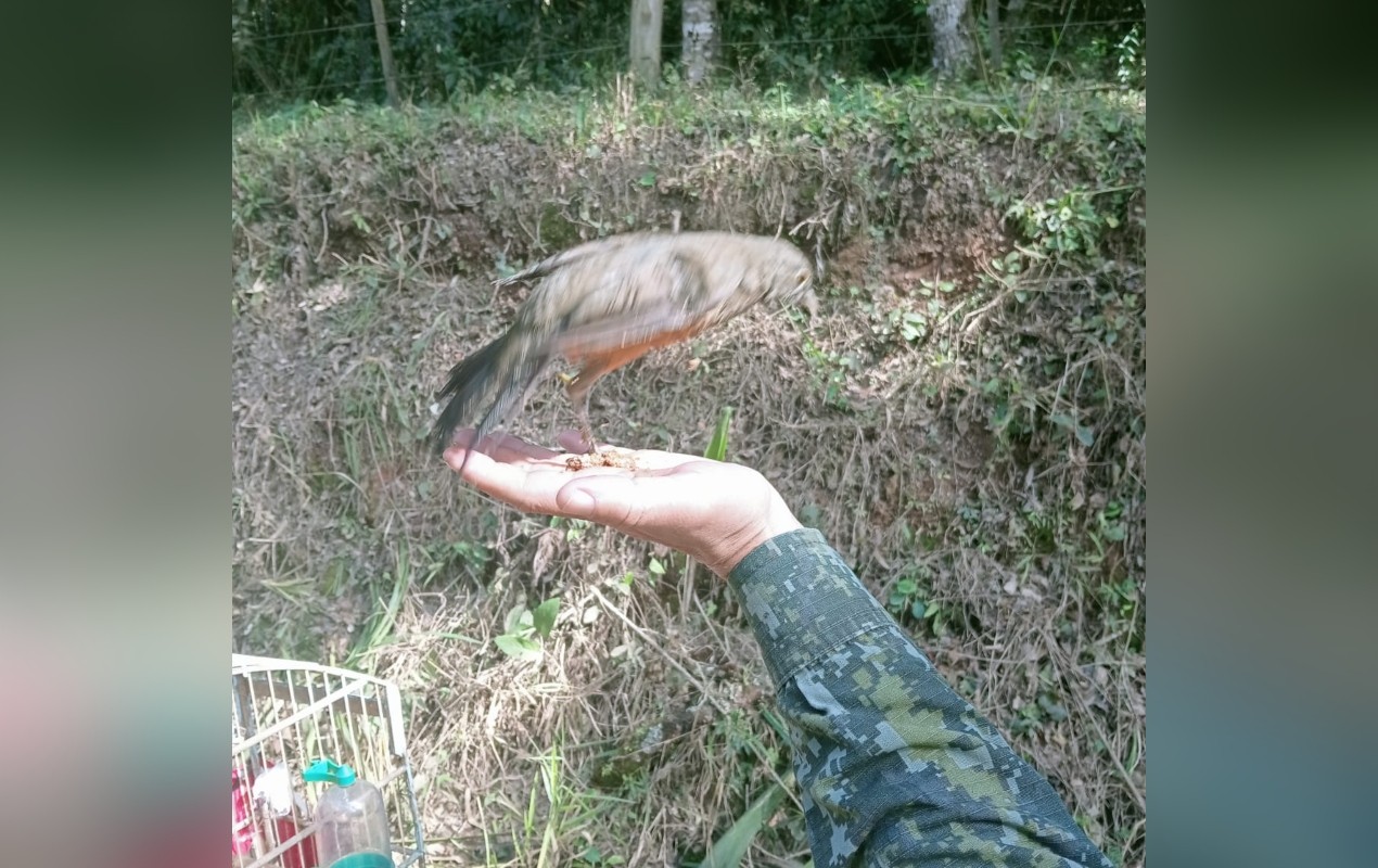 Aves silvestres mantidas em cativeiro são resgatadas e soltas em Ribeirão Grande