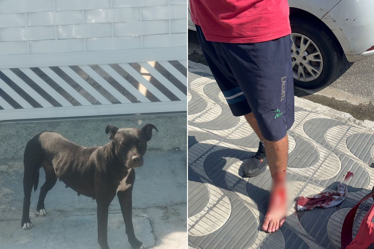 Pitbull abandonado ataca e deixa ao menos dois feridos no litoral de SP