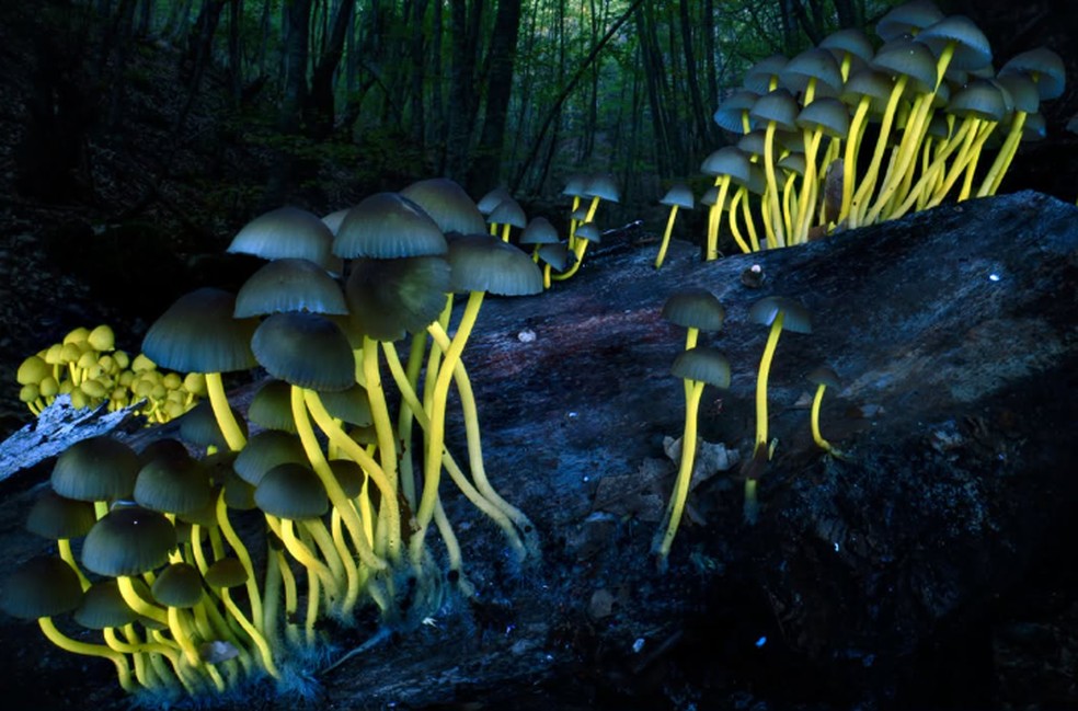 A categoria Plantas e Fungos foi para Agorastos Papatsanis, que usou luz ultravioleta para capturar esta imagem de cogumelos do tipo "boné" em um tronco — Foto: Agorastos Papatsanis