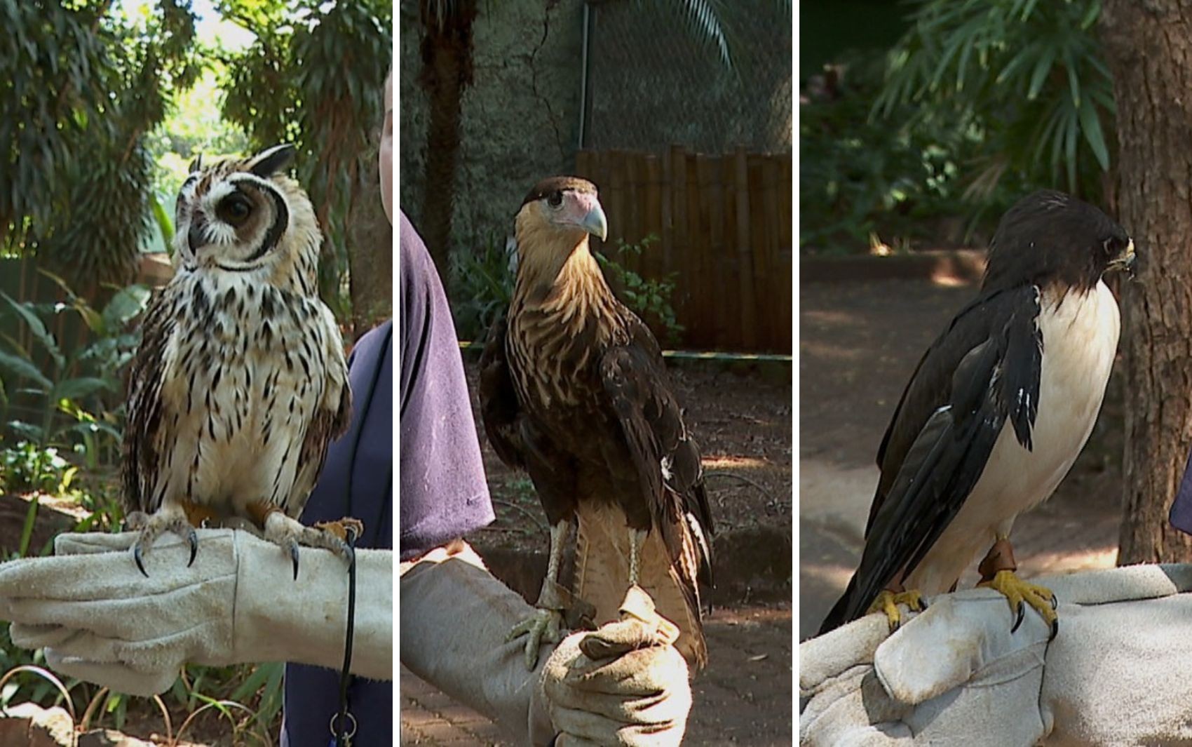 Falcões em Foco: Projeto Inovador em Ribeirão Preto Devolve a Liberdade às Aves!