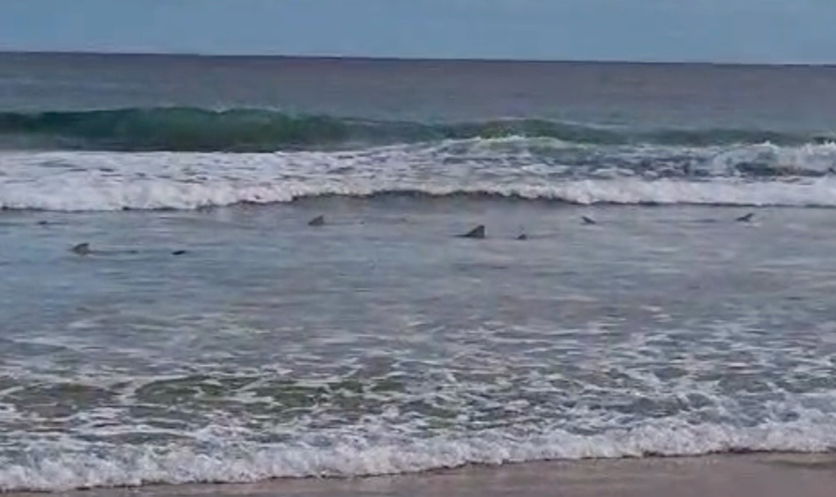 'Mar de tubarões’: guarda-vidas flagra 18 barbatanas em Fernando de Noronha; VÍDEO