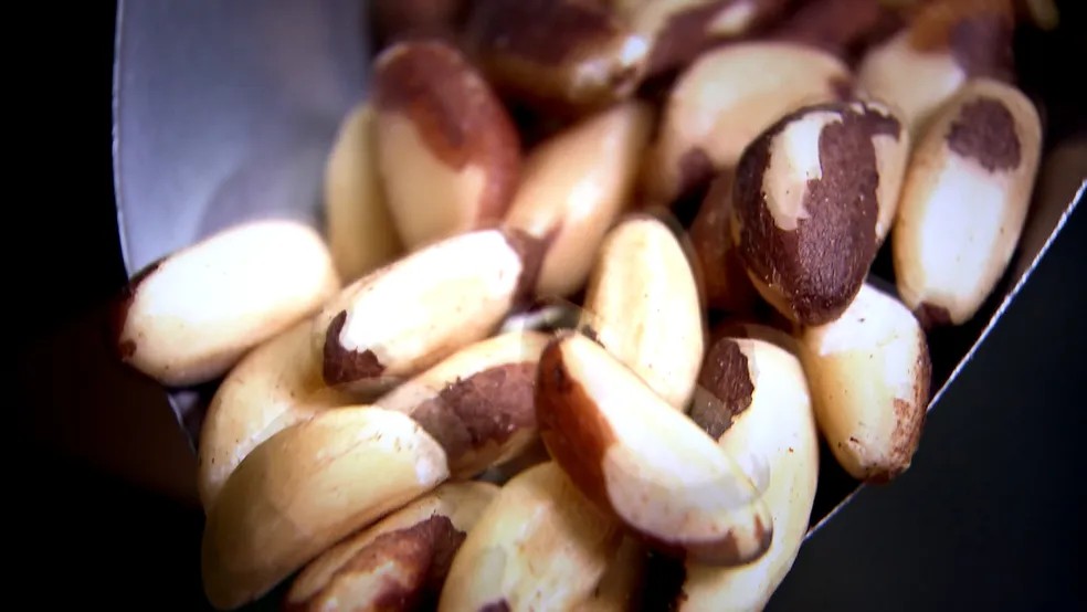 Desde 2019 Amazonas lidera a produção da castanha — Foto: Reprodução