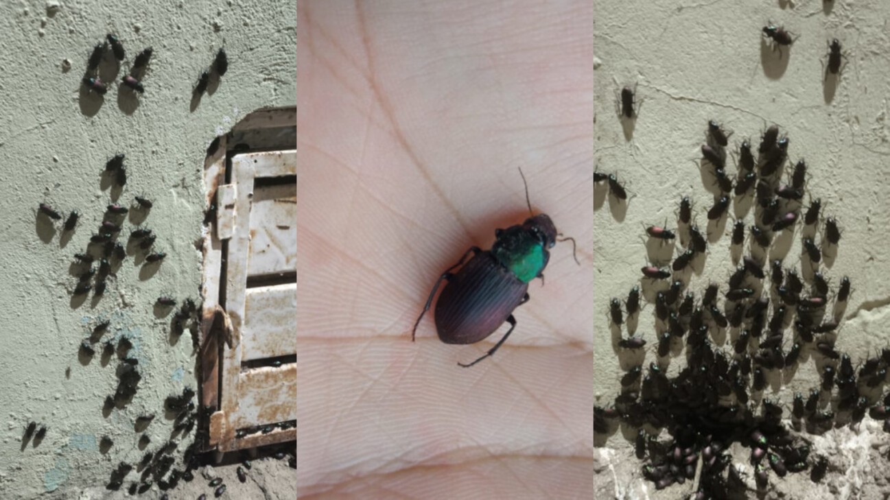 Infestação de besouros assusta e causa queimaduras em moradores em MS | G1