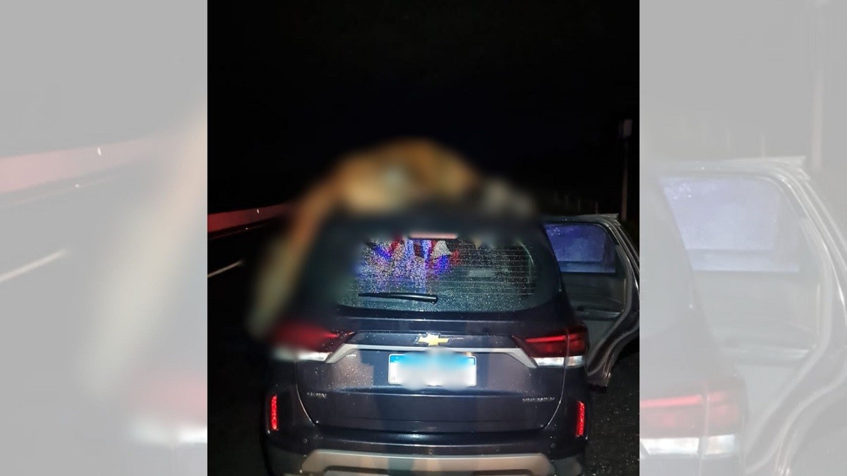 Quatro pessoas da mesma família ficam feridas após carro atropelar cavalo solto na SP-294; animal morreu