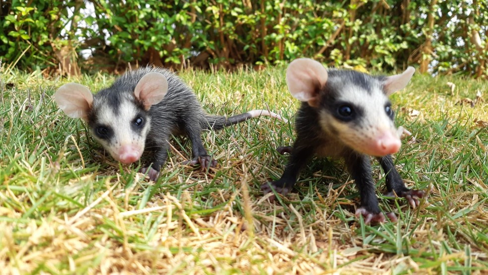 Filhotes de gambá são resgatados em condomínio de Mairinque; FOTOS