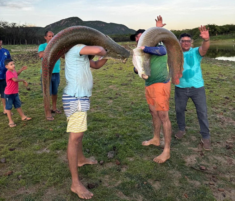 Peixes da espécie pirarucu pescados no interior do RN — Foto: Cedida