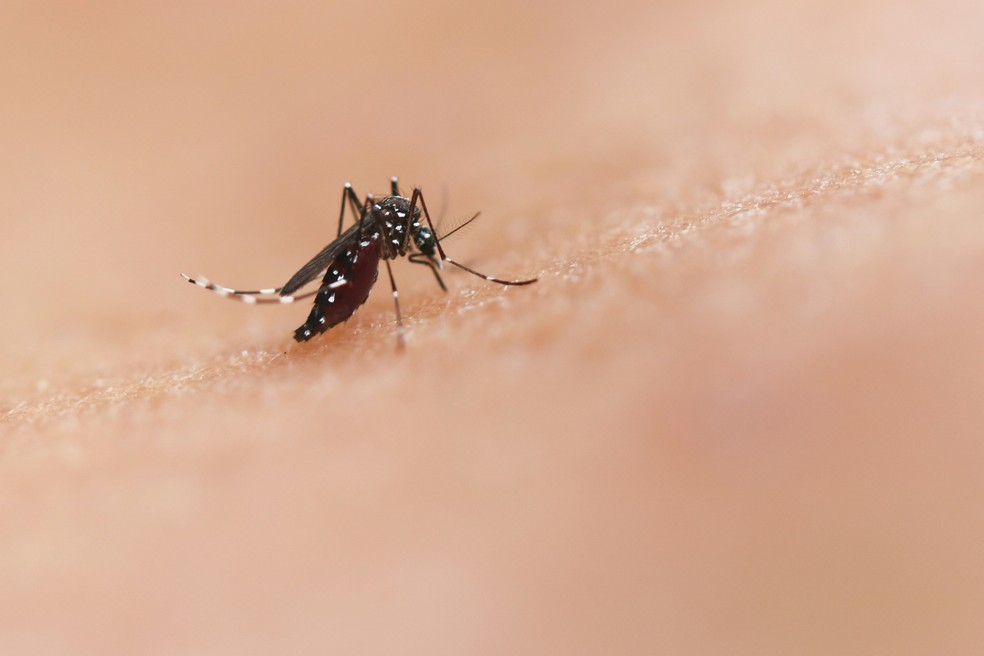 Estados Unidos emite alerta de dengue sobre viagem ao Brasil