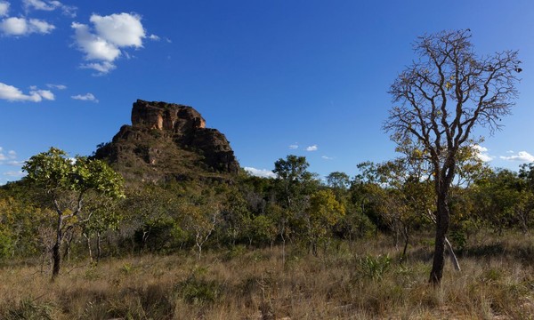 Vegetação do Cerrado — Foto: Edição nossa / CanvaPro / arquivo