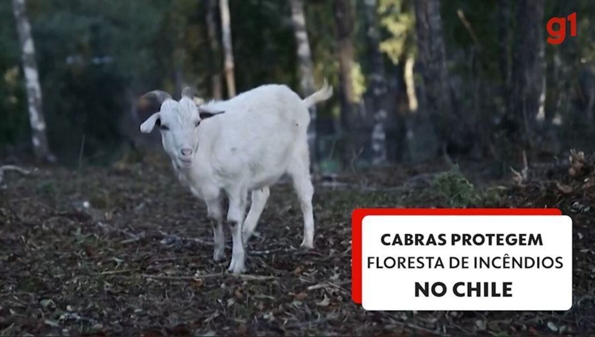 VIDEO: Cabras protegen bosque nativo de incendios forestales en Chile |  Mundo