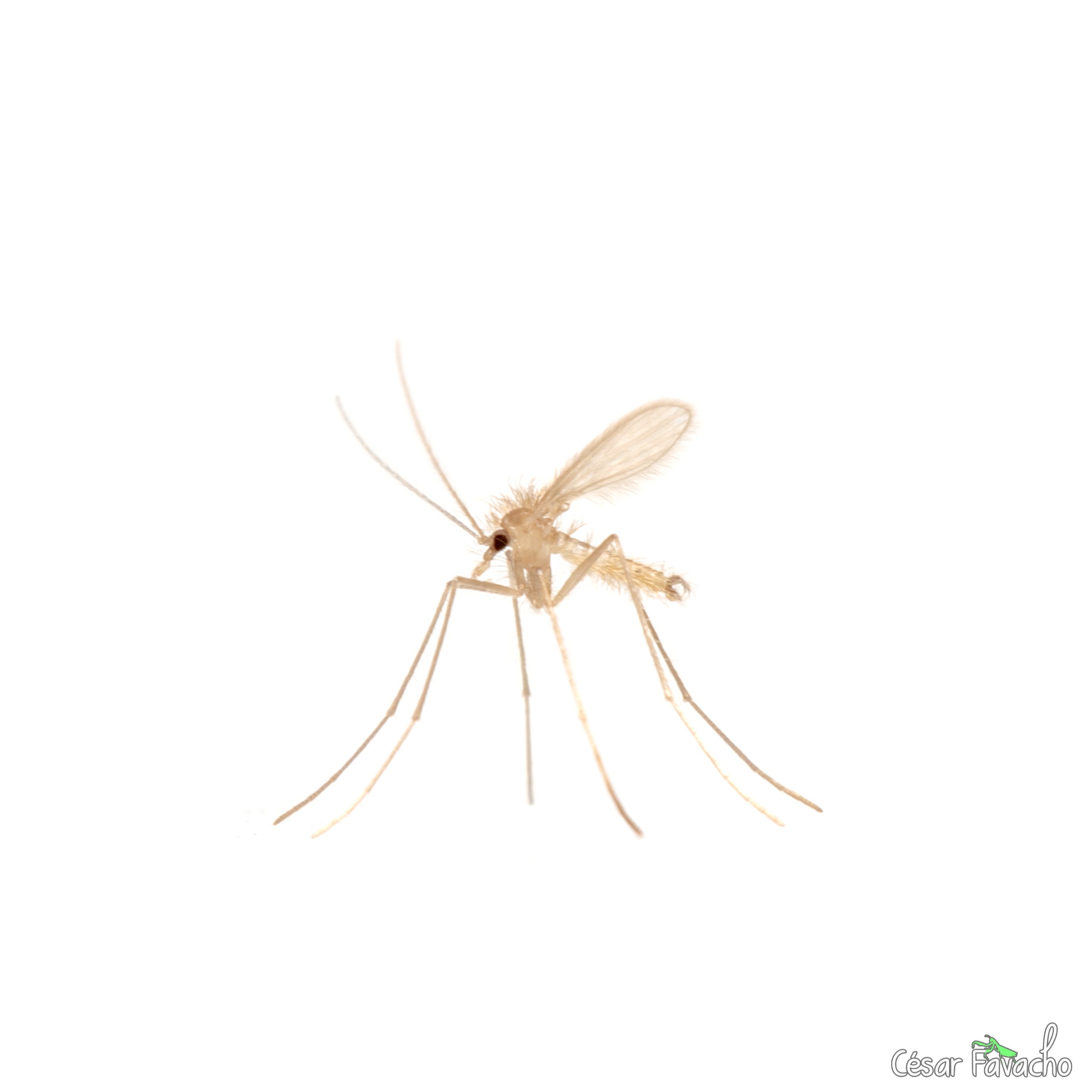 Borrachudos, mutucas e pernilongos: qual a diferença entre os mosquitos ...