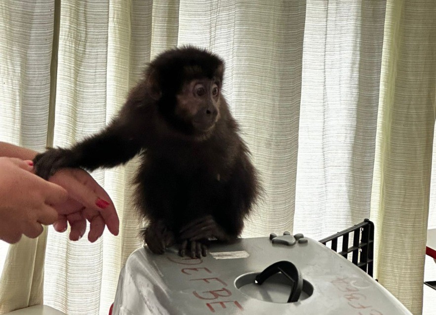 Macaco-prego é resgatado de sala de aula em escola de Itupeva 