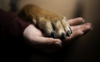 Após divórcio, cachorro recebe direito a pensão alimentícia para tratamento de doença; entenda