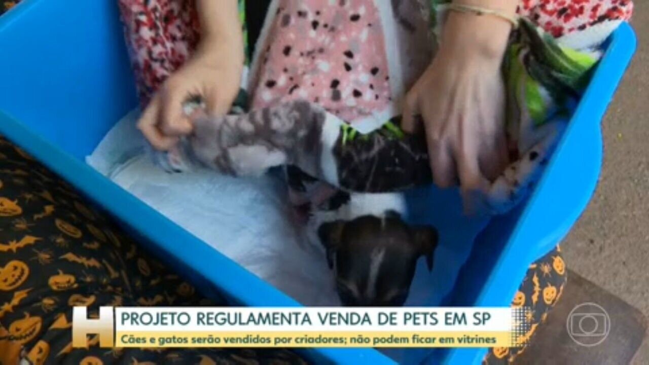 Gatos em Casa: Descubra os Benefícios para a Saúde e Precauções ao Ter um Bichano em Família