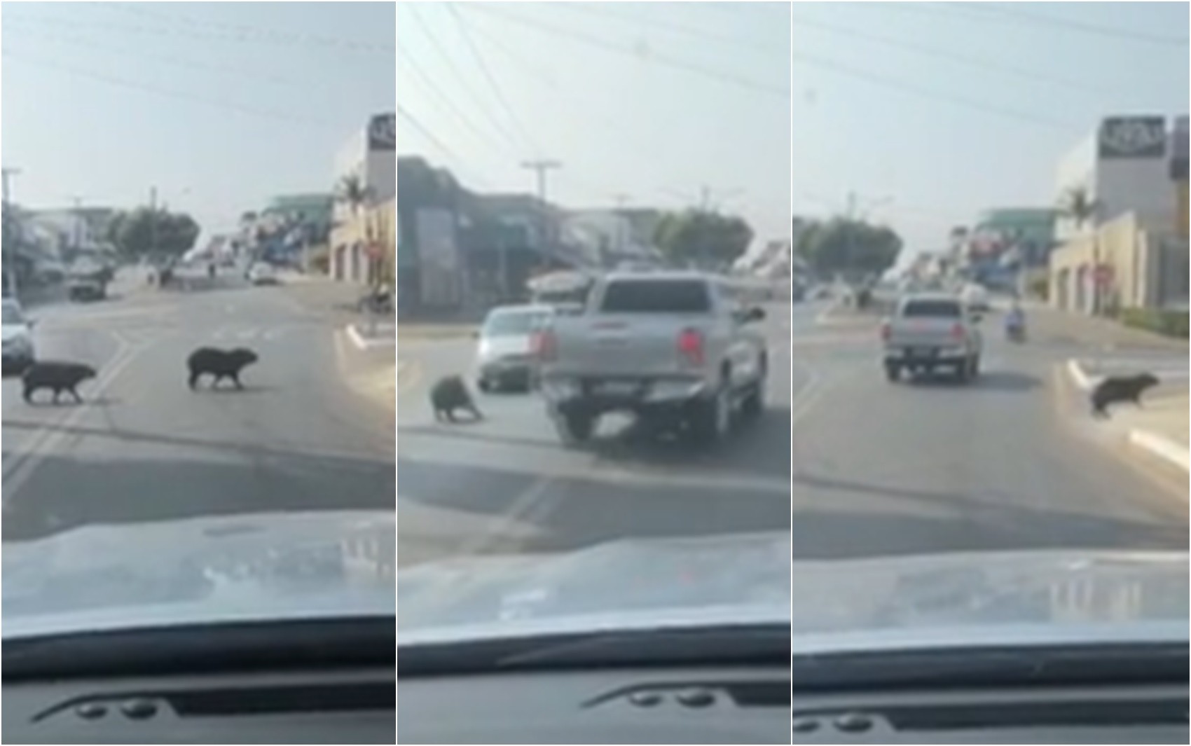 Motorista é multado por não esperar família de capivaras atravessar avenida; vídeo