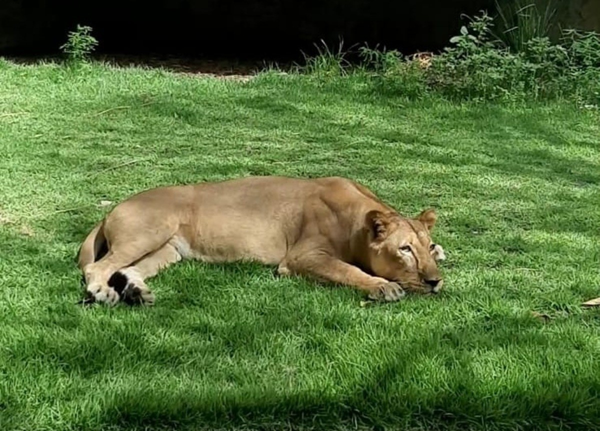 Leoa que matou homem não será sacrificada; ela tem 19 anos e nasceu em zoológico