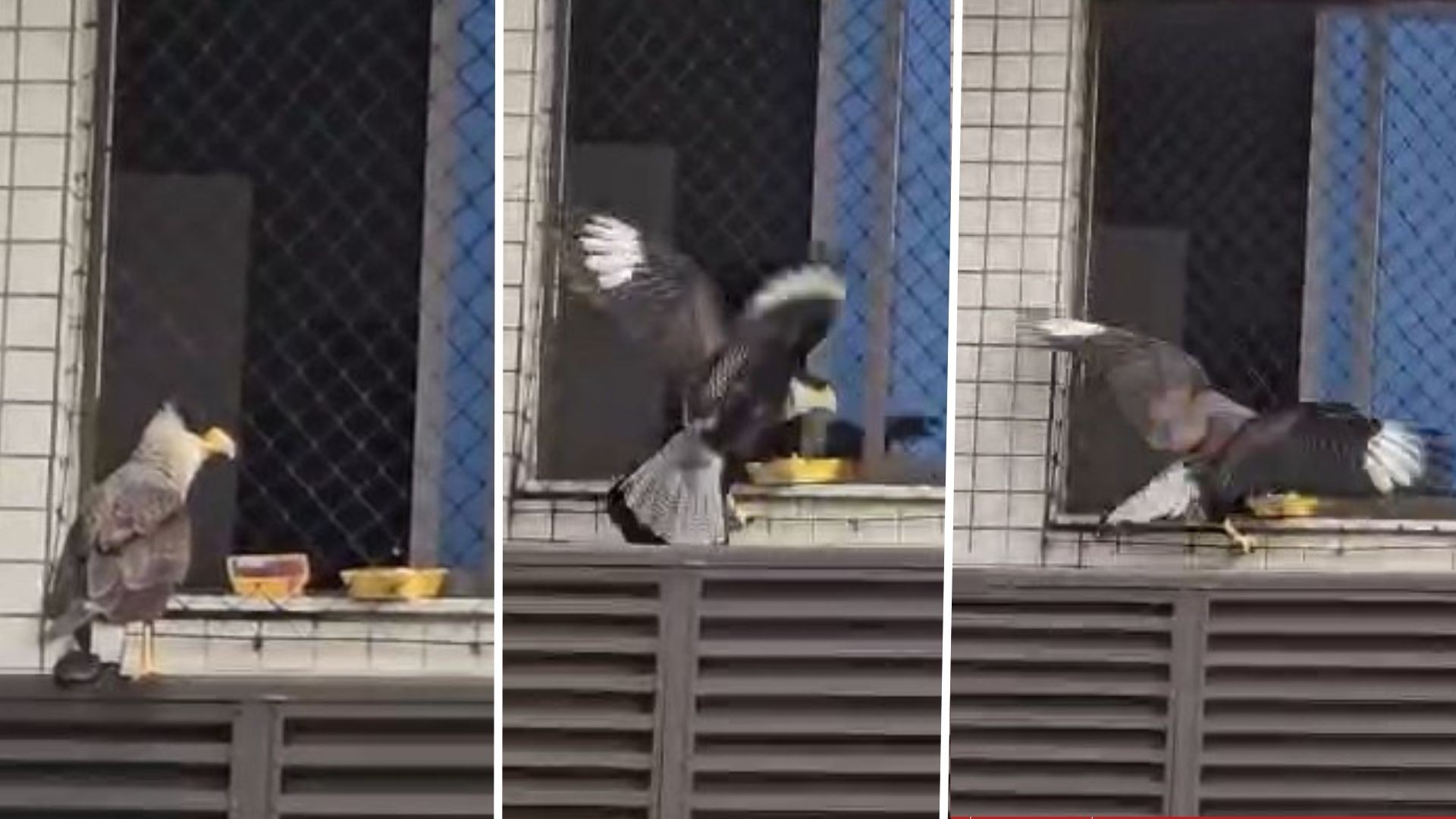 VÍDEO: carcará come carne que estava descongelando em janela de apartamento em Vitória