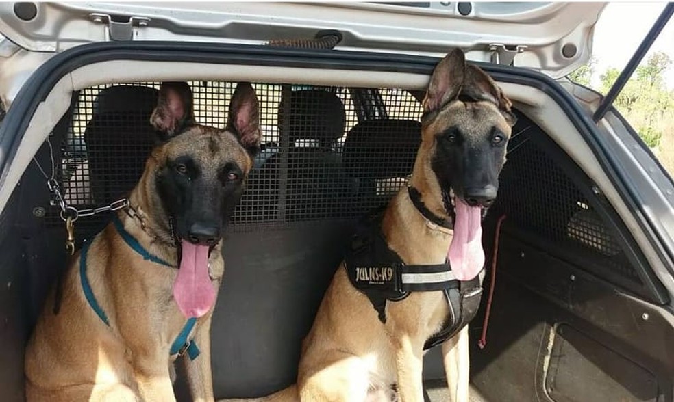 Do 'contrato' à aposentadoria: cães militares voam de helicóptero, treinam com membros humanos amputados e até participam de reuniões | G1